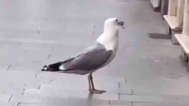 Bird feeding well Quietly on the sidewalk.