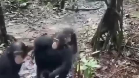 Baby Chimps Welcoming New Members #shorts #shortvideo #video #virals #videoviral