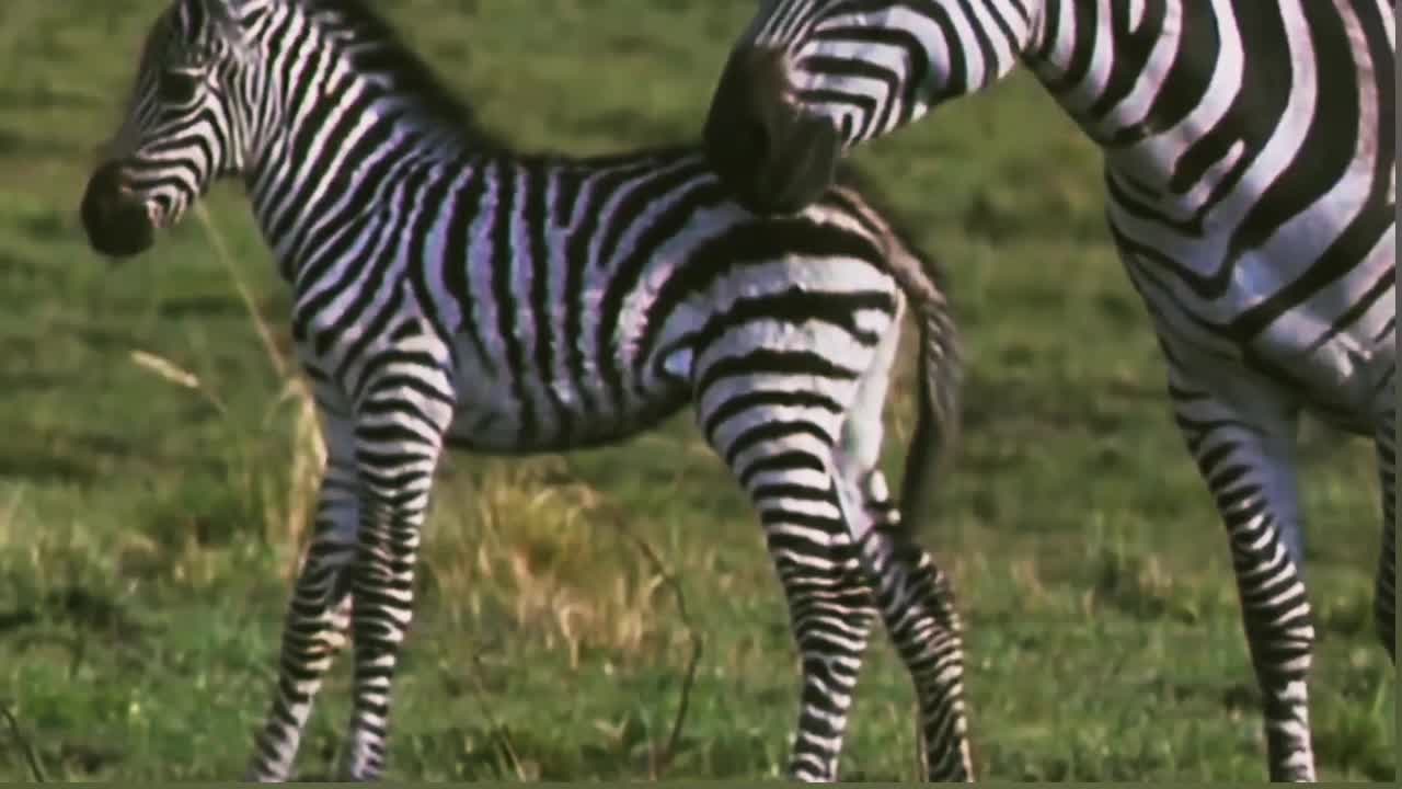 zebra to sew up his baby from a cheetah