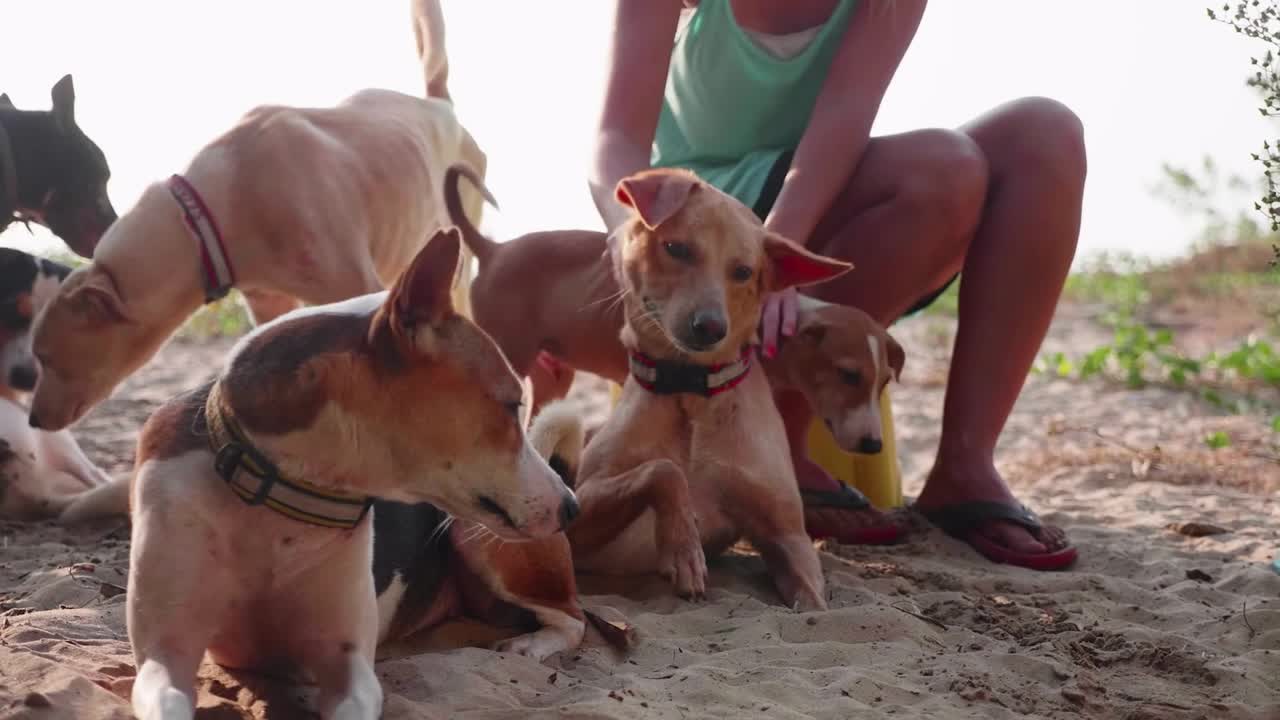 Cutest Puppies Getting Caressed On The Beach - Summer Time!