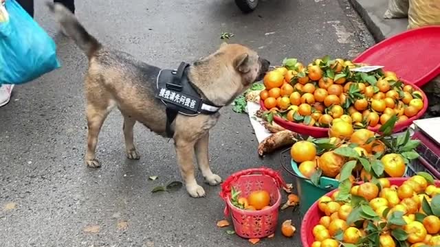 Mr.Dog going out shopping