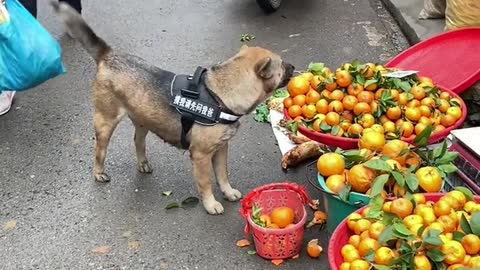 Mr.Dog going out shopping