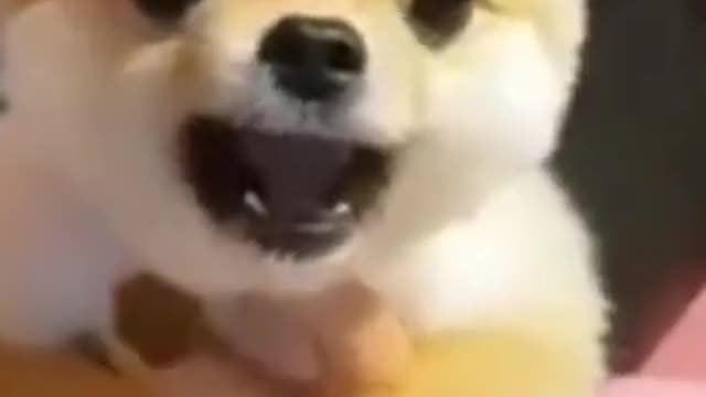 Funny angry dog