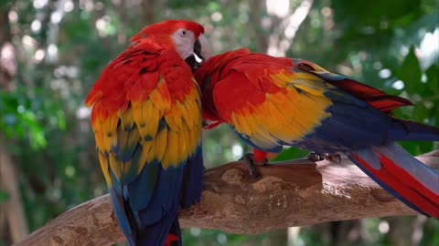 Talking Indian Ringneck Parrot Greeting Baby Parrot | Funny Dancing And Talking Parrot