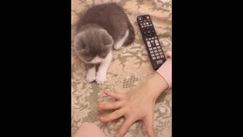 Funny and Cute Pets Compilation from TikTok #4