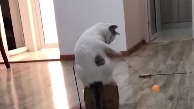 Cat So Cute ♥ Best Funny Cat Videos 2021 #