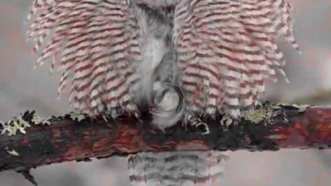Pet Cats Beautiful Bird And Animal 4K HD Adorable Photography By Nature.