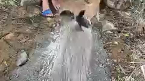 smart little boy uses a unique and amazing fishing skill to catch cat fish