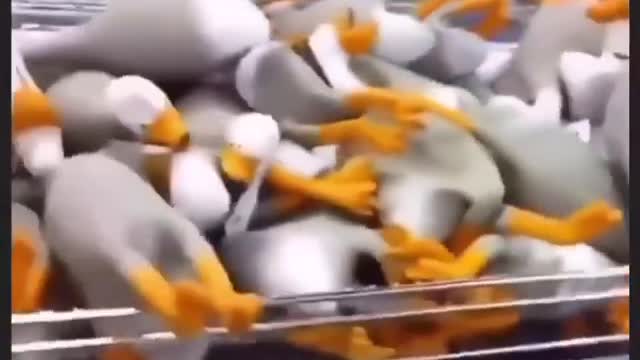 Funny funny with taste It's ridiculous