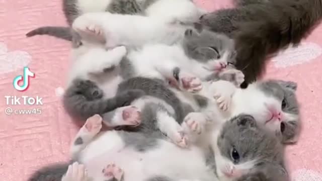 Cute cat videos