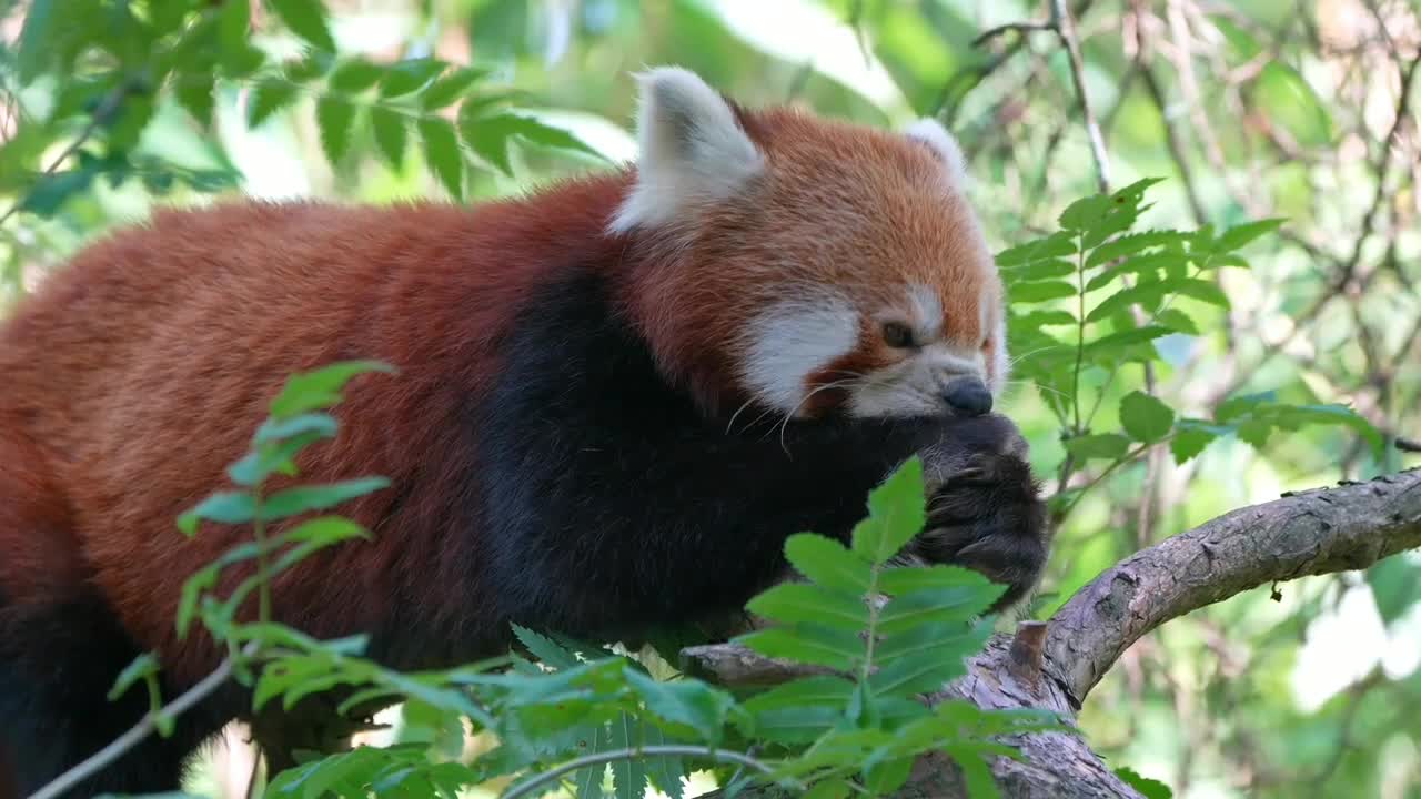 Red and White Panda climbing on tree