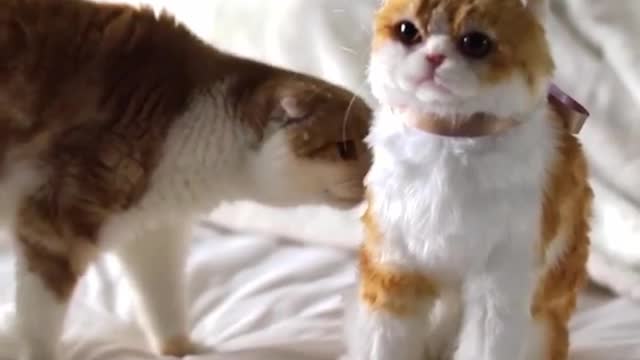 ONE CAT SERIOUS BUT ONE IS IN NORMAL SEARCHING AND SMILLING.