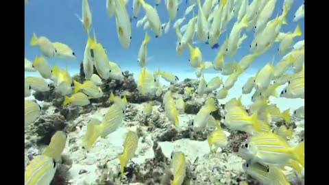 Stunning reef