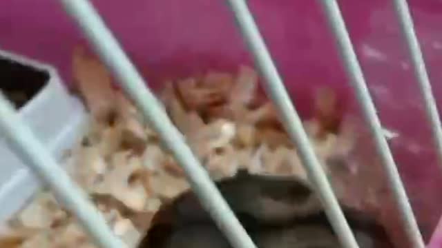 Jerry is looking for a way out of the cage