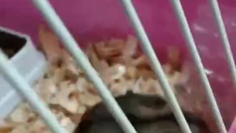 Jerry is looking for a way out of the cage