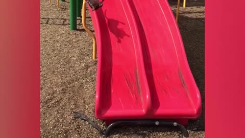 Aunty Acid Crazy Clip Show - Clumsy Puppies