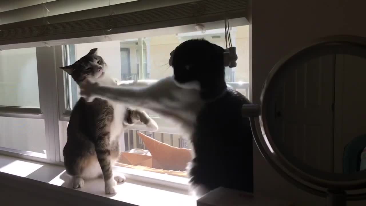 Cats Sparring