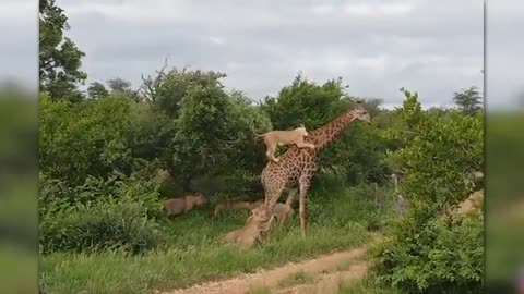 Animals Messed With The Wrong Opponent !