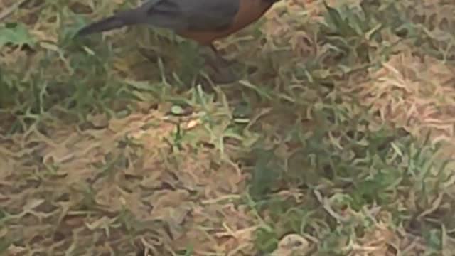 Bluejay and Mom