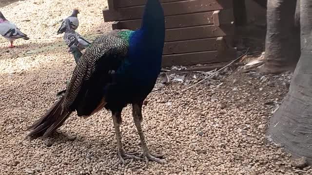 The peacock with the crown found me
