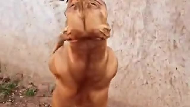 dog training dod training pitbull dog training train your dog