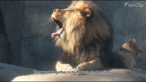 Lions Attack on elephants