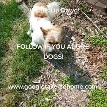 Bourbonnais Middle Class Dogs Outside