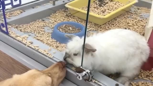 Funny & Cute Baby Bunny Rabbit Videos