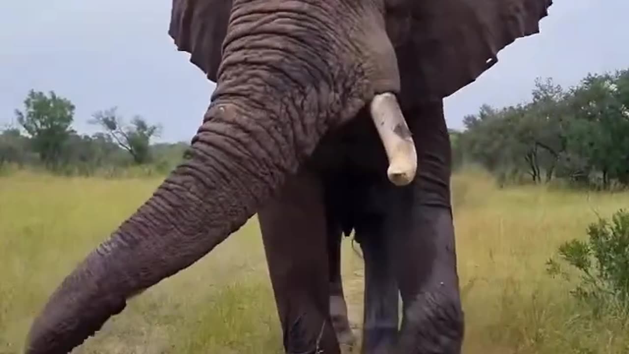 Eephant passing by