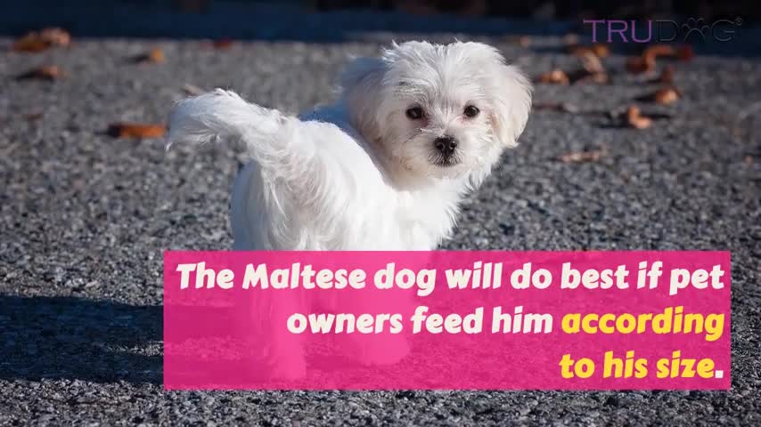 ×How To Feed My Maltese