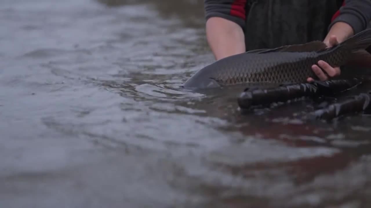 Amazing Hand Fishing /Traditional Boy Big Fishing by Hand in the pond/ছোট ছেলের হাত দিয়ে মাছ ধরা