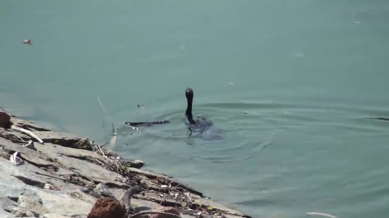 Cormorant bird