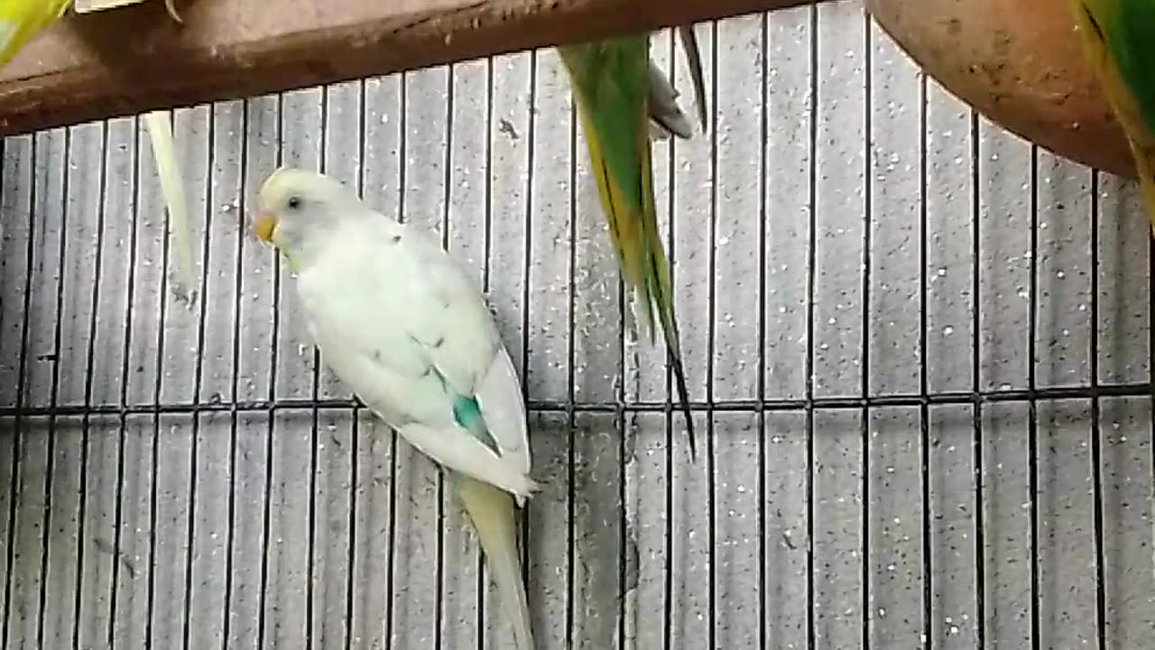 Look At The Love of Parrots