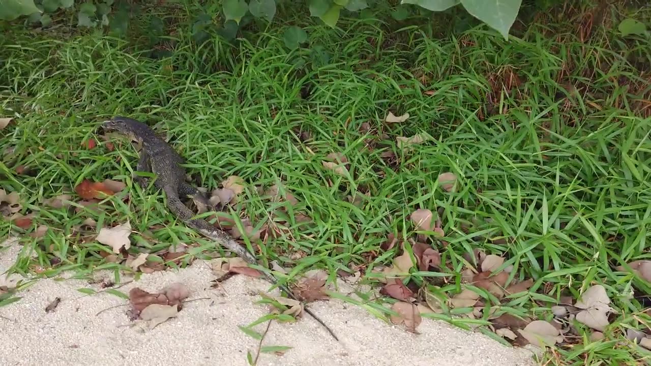 Komodo Dragon in Singapure park