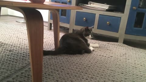 Adventures of Grey the Cat 2018