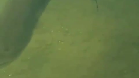 This is a beautiful and charming water-dwelling species