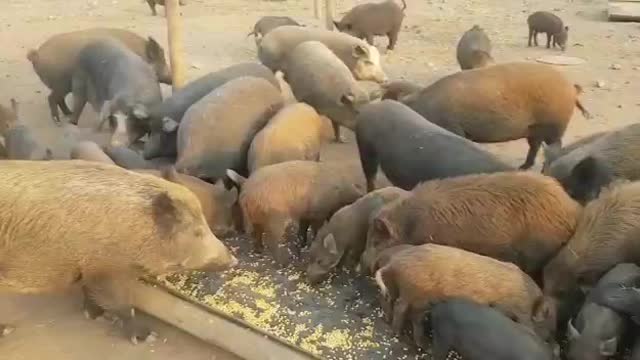 Big group of Wild boar feeding in South Africa