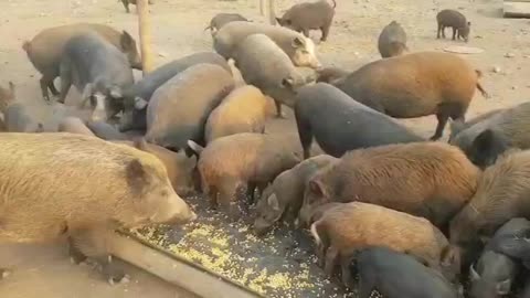 Big group of Wild boar feeding in South Africa