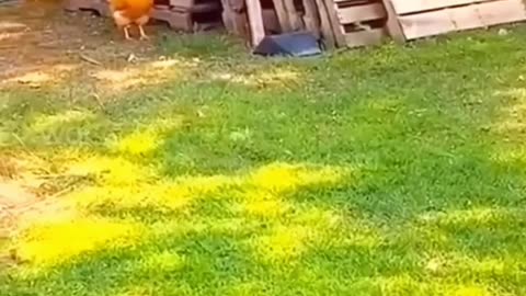 Dog and chicken: nothing but pure happiness