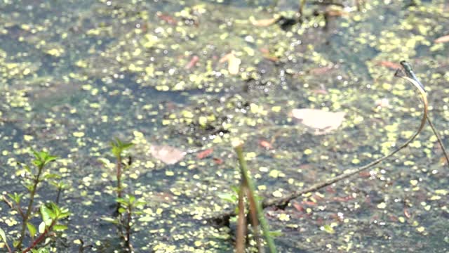 Slow-motion Dragonflies - Long version