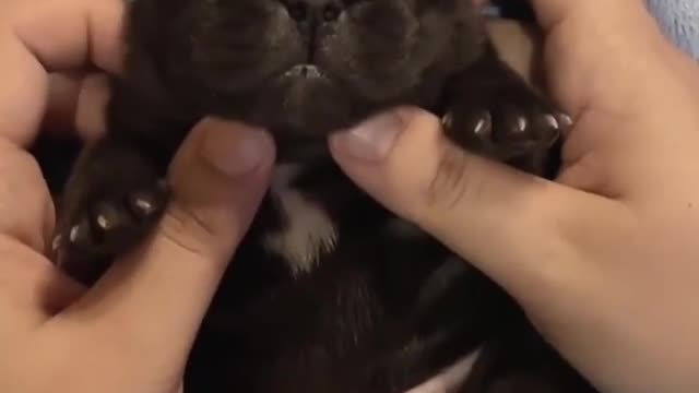 Cutest Baby Puppy