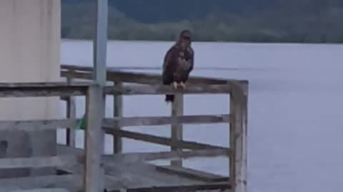 The Eagle is in the air