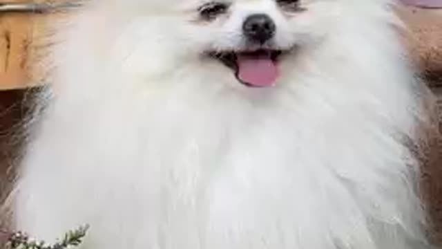 The most beautiful cute dog laugh 😍😙😙