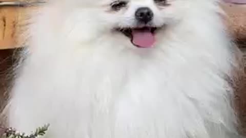 The most beautiful cute dog laugh 😍😙😙