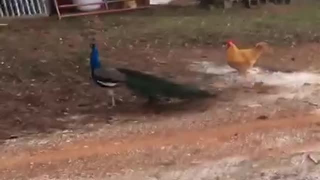 Rooster attacks peacock