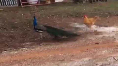 Rooster attacks peacock