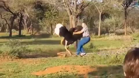 Animals Striking back hilarious fails!!!!