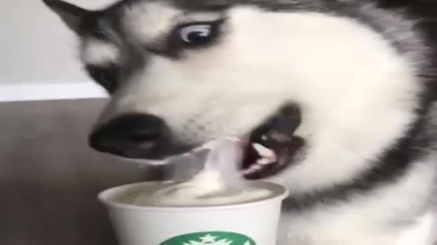 Dog eating ice cream