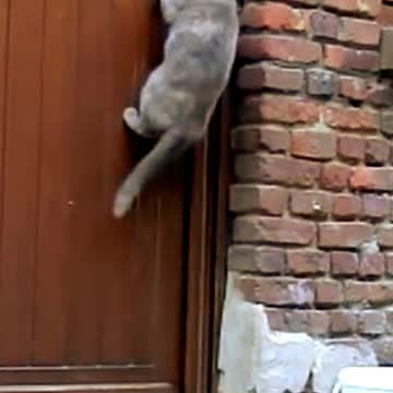 cat opens door knob.