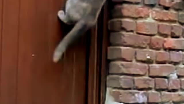 cat opens door knob.